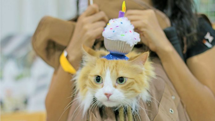 Pet-Centric Community
